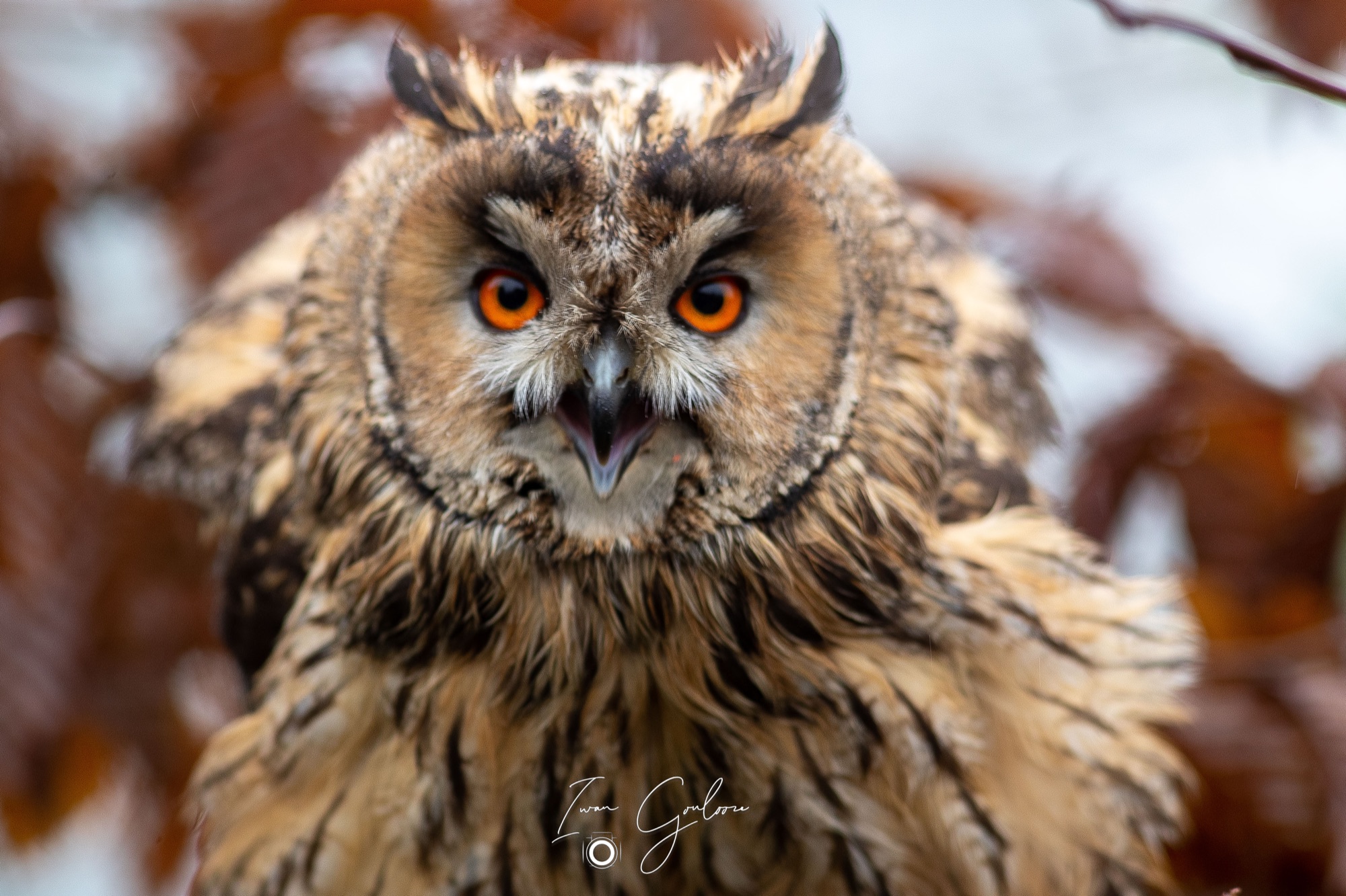 1DX46436 12 december 2021 1328 09